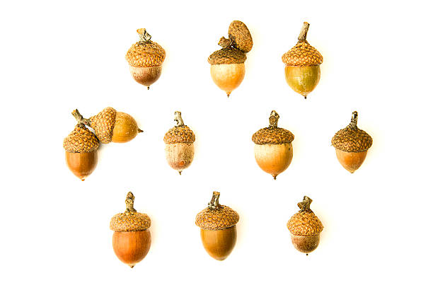 istock Many dried autumn acorns on over white 614014534
