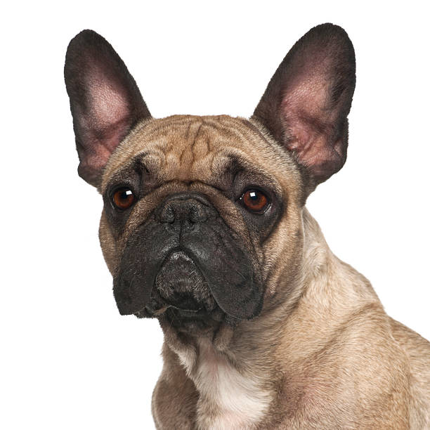 istock French Bulldog against white background 614014686
