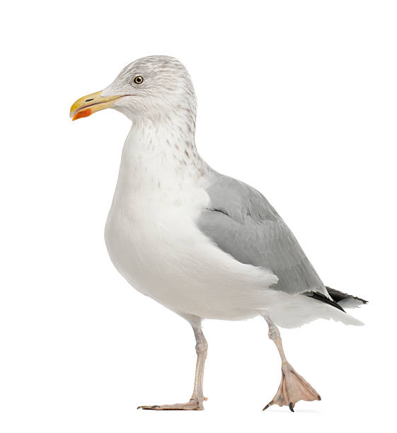 istock European Herring Gull, Larus argentatus, 4 years old, walking 614014808
