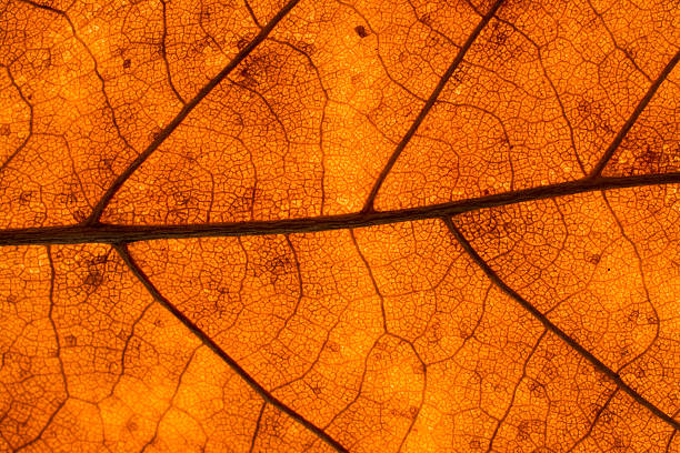 istock Texture of a dead leaf in autumn 614015442