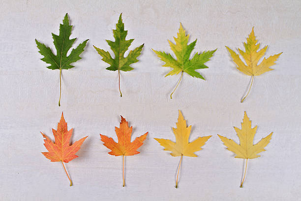 istock Colorful autumn leaves on white background, flat lay. 614015734