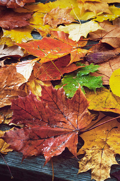 istock Wet autumn leaves on a wooden background 614016434
