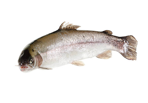 istock freshwater trout isolate on a white background closeup 614016602