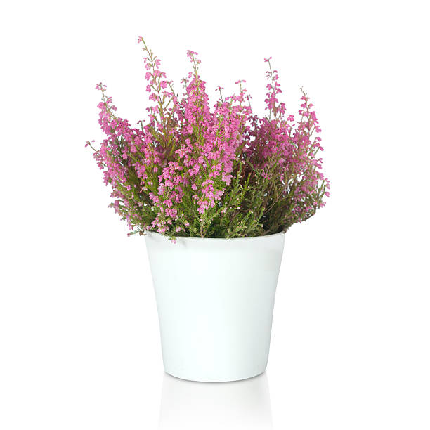 istock beautiful red flower flowerpot isolated 614018370