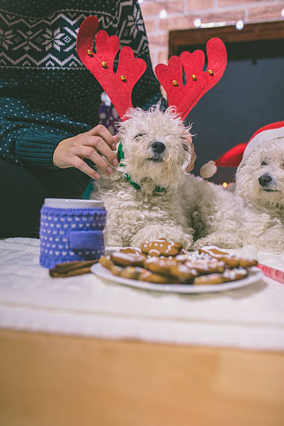 istock Young beautiful woman with dog in a Christmas setting 614018680