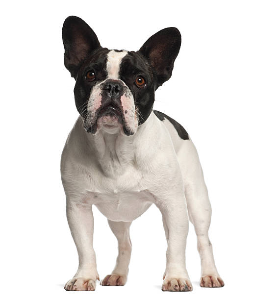 istock French Bulldog standing against white background 614018724