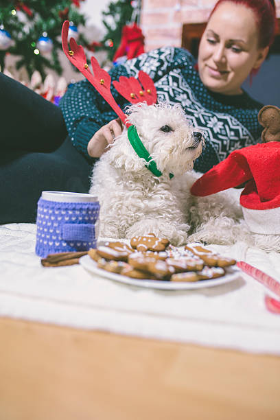 istock Young beautiful woman with dog in a Christmas setting 614018822
