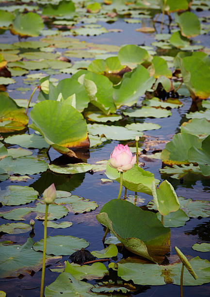 istock Beautiful Pink Lotus, water plant with reflection in a pond 614019218