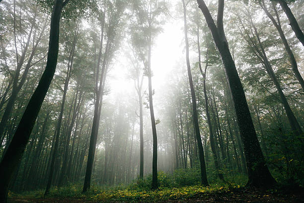 istock Forest with fog over the mountains 614019394