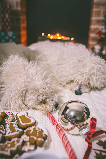 istock Family pets resting in front of the fireplace 614019766