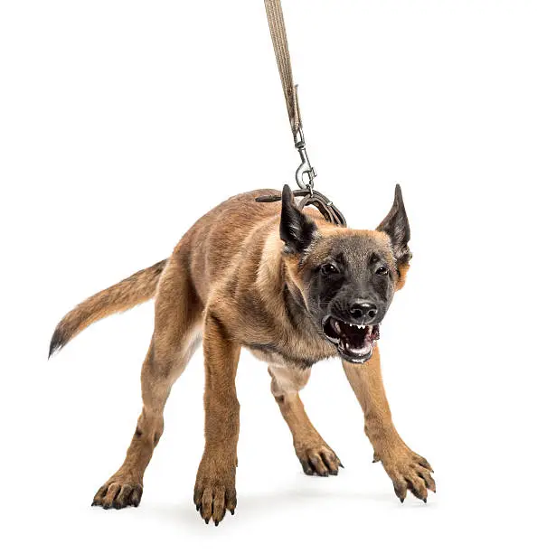 Photo of Belgian Shepherd leashed and aggressive against white background