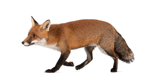 istock Red fox, Vulpes vulpes, 4 years old, walking 614020070