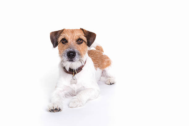istock jack russell watching and laying in white background 614020136