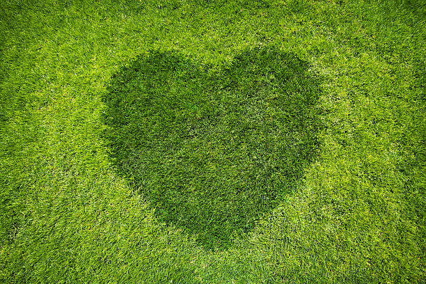 сердце  - garden love стоковые фото и изображения