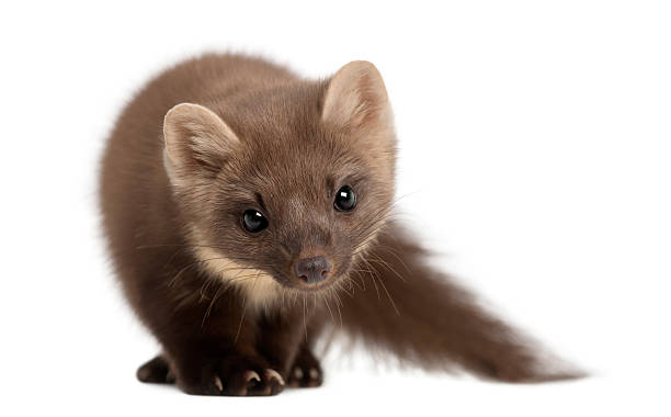 istock European Pine Marten standing isolated on white 614020918