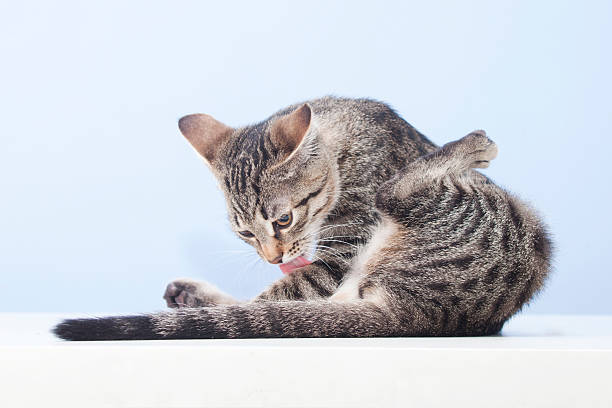 猫の衛生。子猫は毛皮をなめる - licking ストックフォトと画像