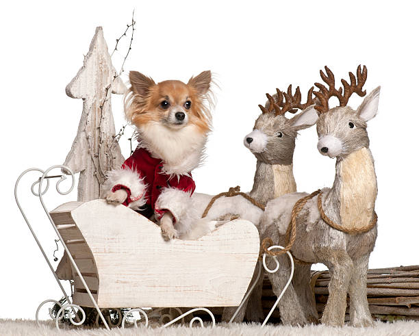istock Chihuahua, 5 years old, in Christmas sleigh 614020986