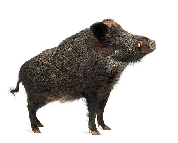 istock Wild boar, also wild pig, standing isolated on white 614021200