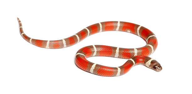 istock Milk Snake, Lampropeltis triangulum nelsoni, against white background 614021268