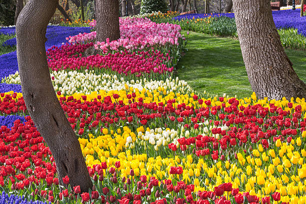 istock Tulip gardens in Istanbul. 614021668