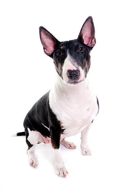 istock bull terrier female sitting and watching 614022172