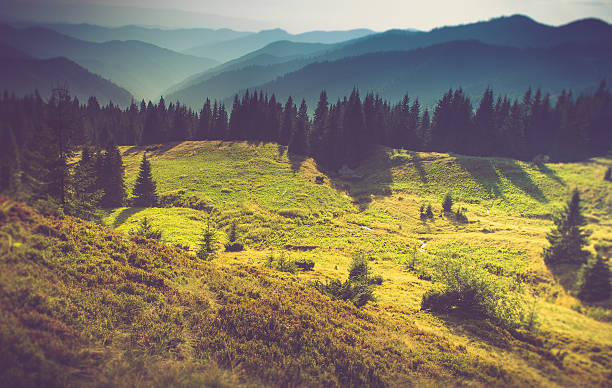 istock Mountain forest landscape under evening sky with clouds in sunlight. 614023244