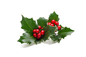 istock Holly leaves and berries 614023330