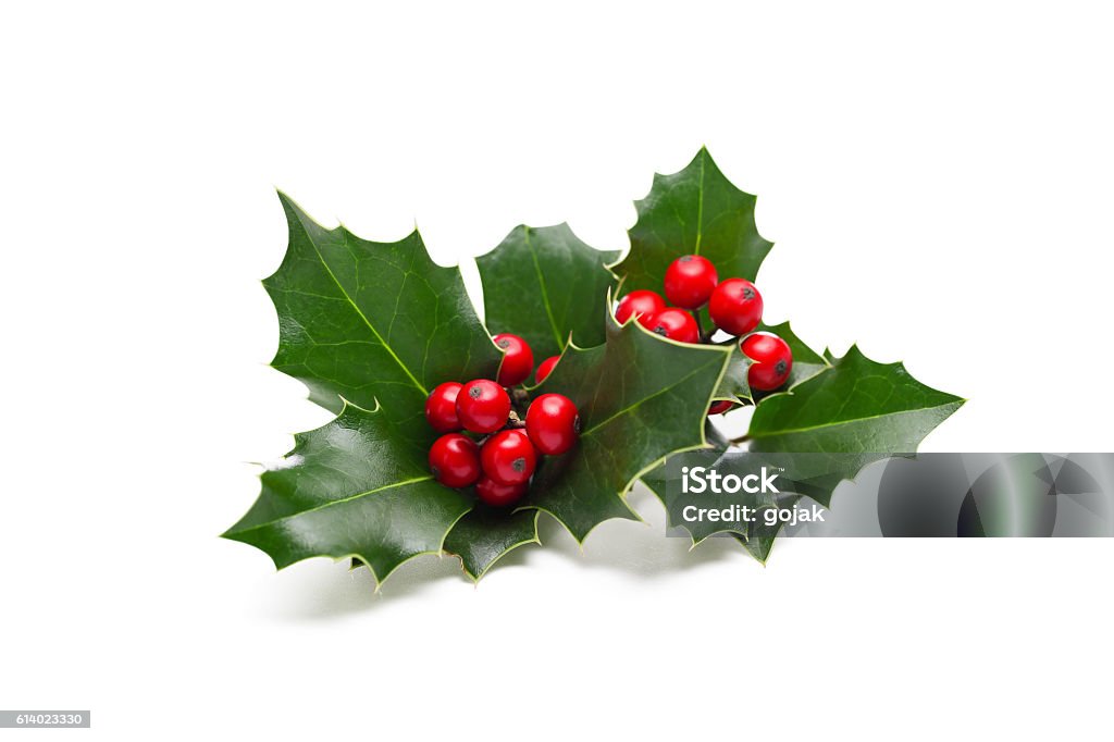 Holly leaves and berries European Holly (Ilex aquifolium) leaves and fruit Holly Stock Photo