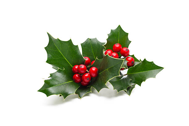 Holly leaves and berries stock photo