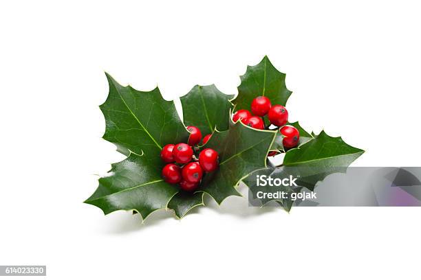 Holly Leaves And Berries Stock Photo - Download Image Now - Holly, Berry Fruit, White Background