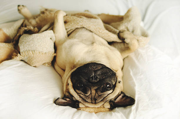 istock Funny pug lying in blancket 614024406