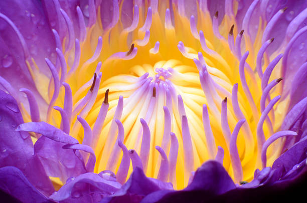Lotus Blooming.