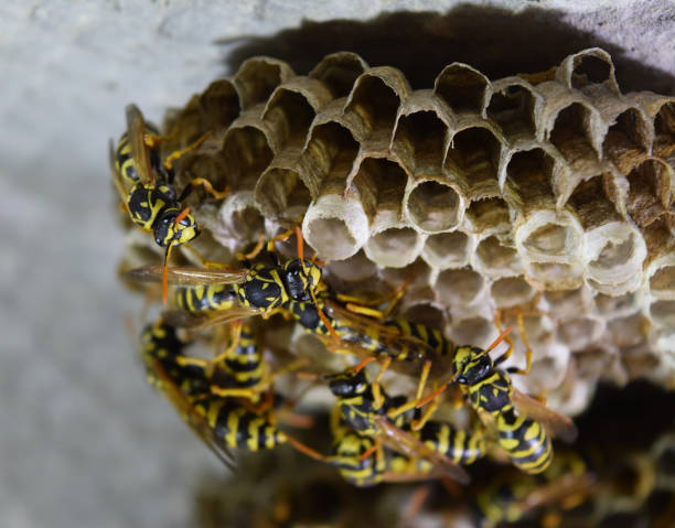 istock Wasp nest with wasps sitting on it. Wasps polist 614025758