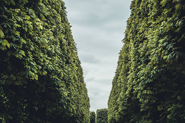 istock Low angle view of towering green hedges 614025832