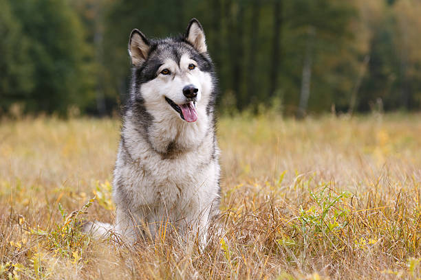 istock Dog breed Alaskan Malamute 614028198