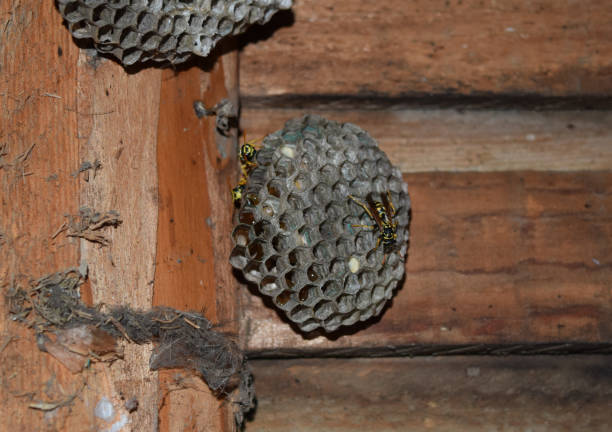 istock Wasp nest with wasps sitting on it. Wasps polist 614028214