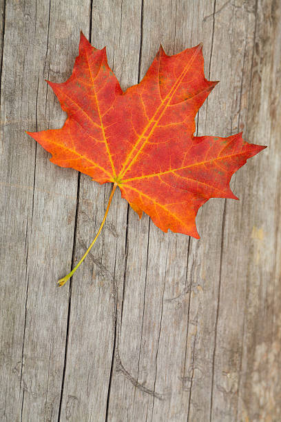 istock autumn maple leaf lying on a wooden board 614028594