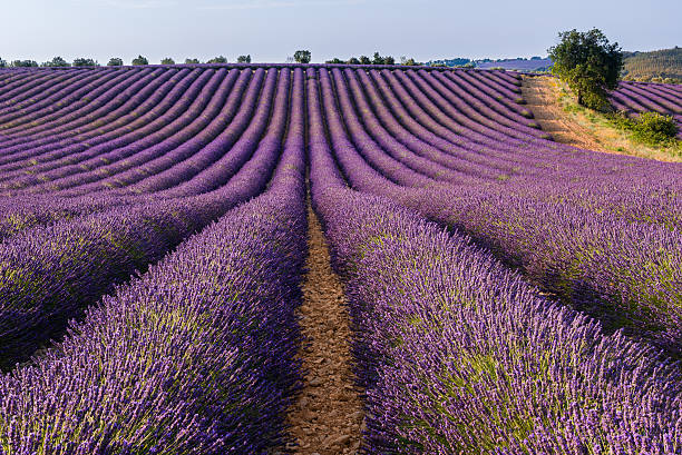 istock Lavender field in Valensole plateau, Provence (France) 614029868