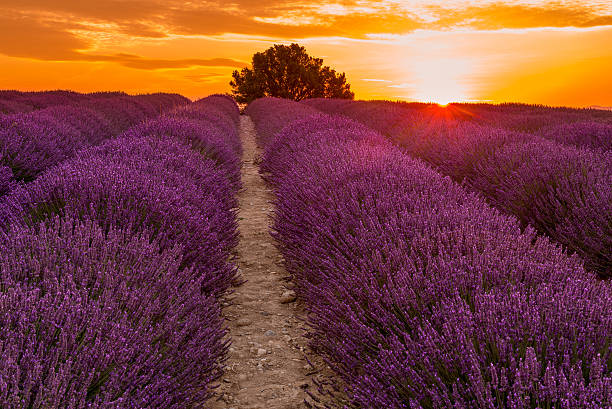 istock Lavender field on sunrise, Valensole plateau (France) 614030058