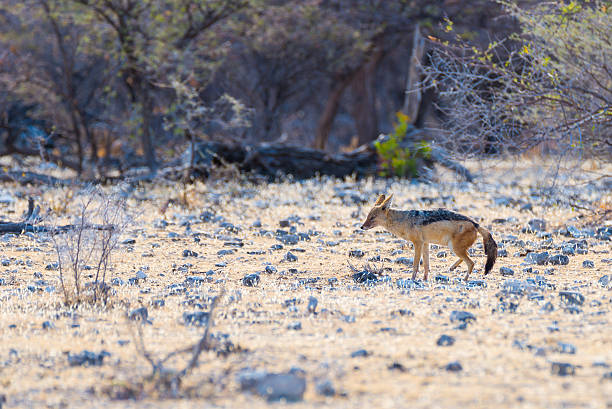 istock Black Backed Jackal walking in the bush, Africa 614030088