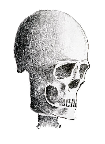 istock Hand drawing of the skull - pencil on paper 614030194