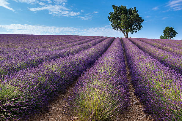 istock Lavender field in Valensole plateau, Provence (France) 614030346