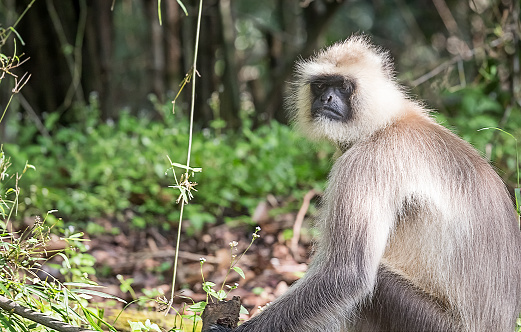 Indian monkey - Langur - in forest Kanha Wildlife Sanctuary, Madhya Pradesh, India