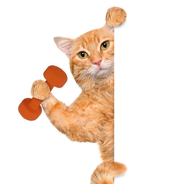 istock Fitness cat lifting a dumbbell behind a white banner. 614030942