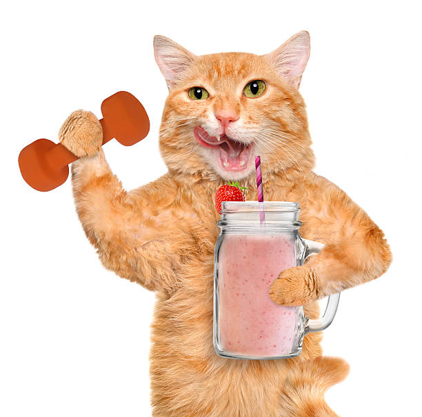 istock Fitness cat drinking fruit smoothie after a workout . 614031186