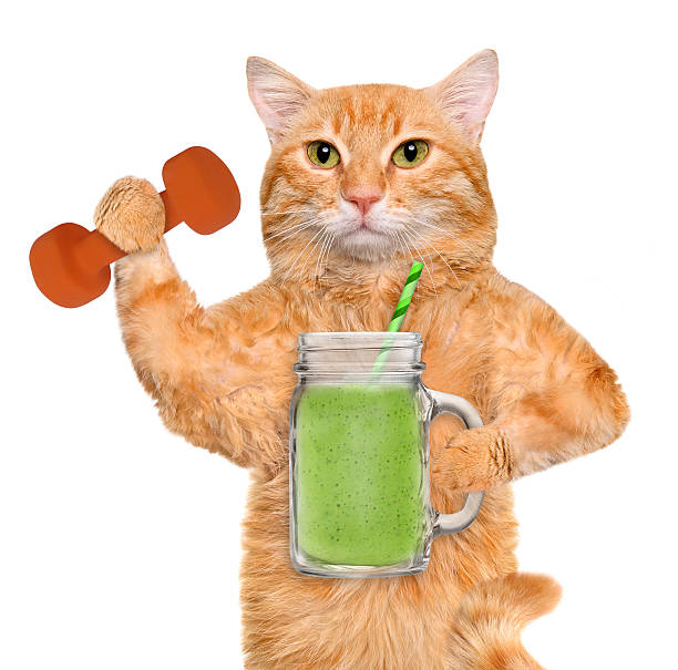 Fitness cat drinking fruit smoothie after a workout .