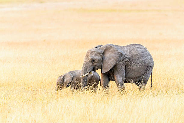 istock African Mother Elephant and baby 614031910