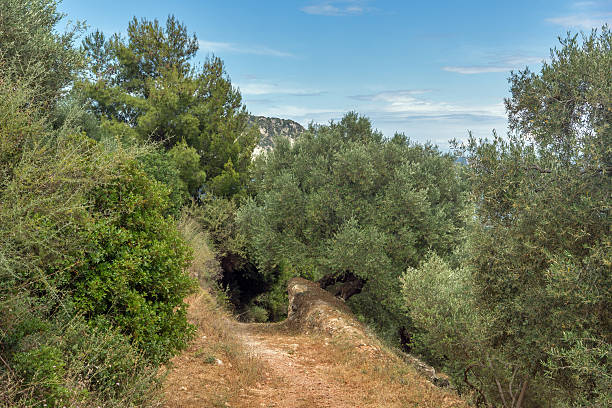 istock Olive forest in Zakynthos, Greece 614032158