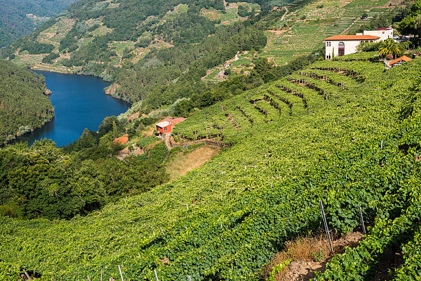 istock Vineyards along the River Minho, Lugo (Spain) 614032286