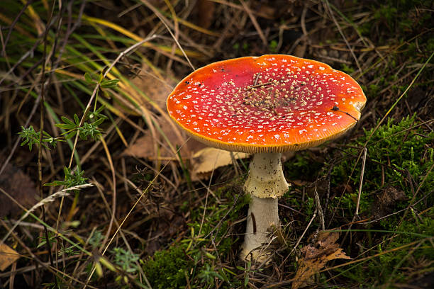 赤い帽子をかぶったハエのアギャリックのキノコ - fungus nature orange agaric toxic substance ストックフォトと画像